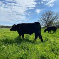 The Most Common Livestock Raised on Farms in Southern Mississippi