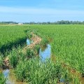 The Most Popular Crops Grown on Farms in Southern Mississippi