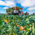 Exploring the Farm-to-Table Movement in Southern Mississippi