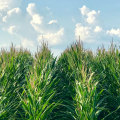Exploring the Agritourism Opportunities on Farms in Southern Mississippi