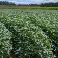 Exploring the Organic Farms in Southern Mississippi