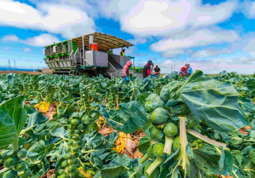Exploring the Farm-to-Table Movement in Southern Mississippi