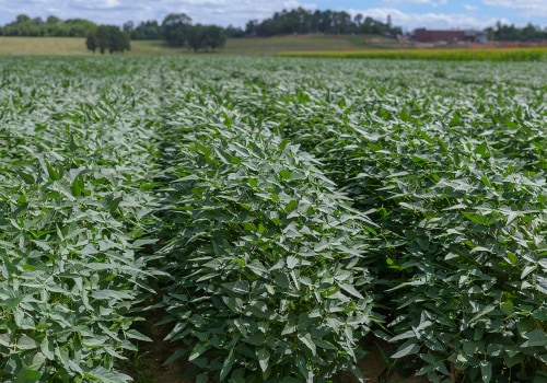 Exploring the Organic Farms in Southern Mississippi